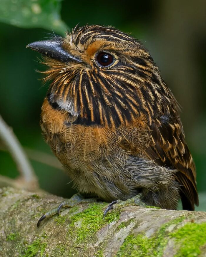 Crescent-Chested Puffbird