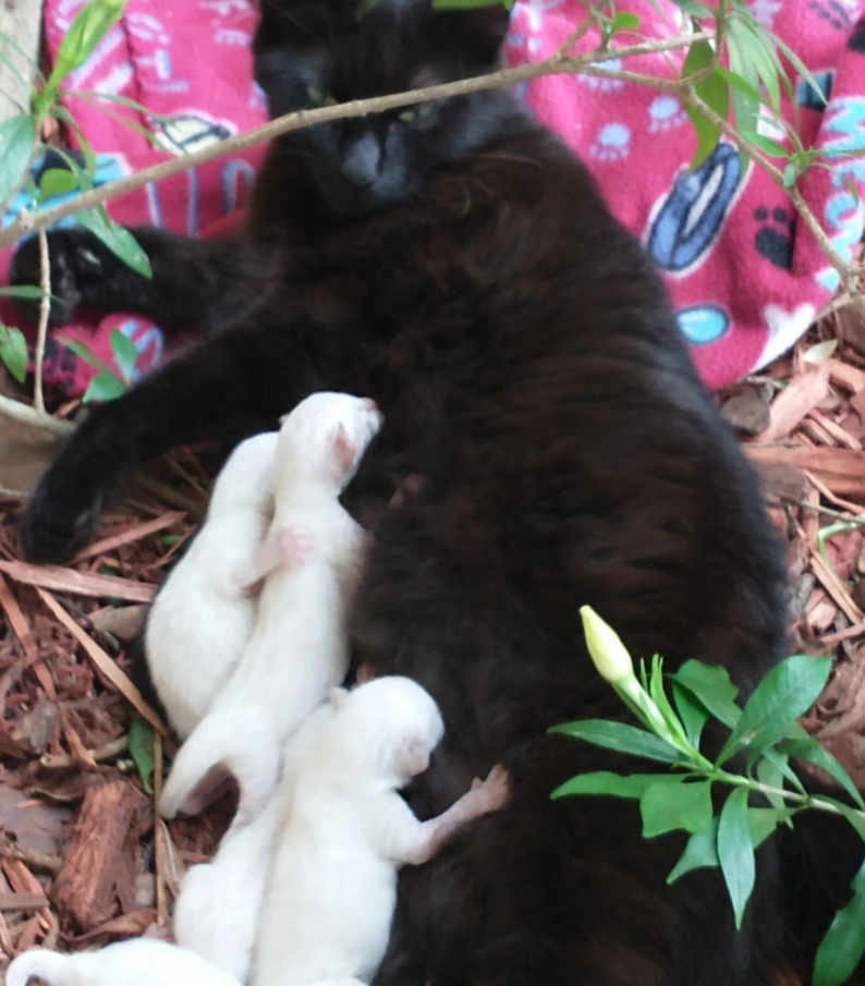 14. "My completely black cat gave birth to five entirely white kittens."