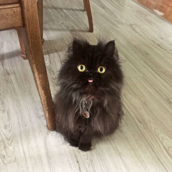 12. October Looks Like A A Scruffy Muppet With A Blep