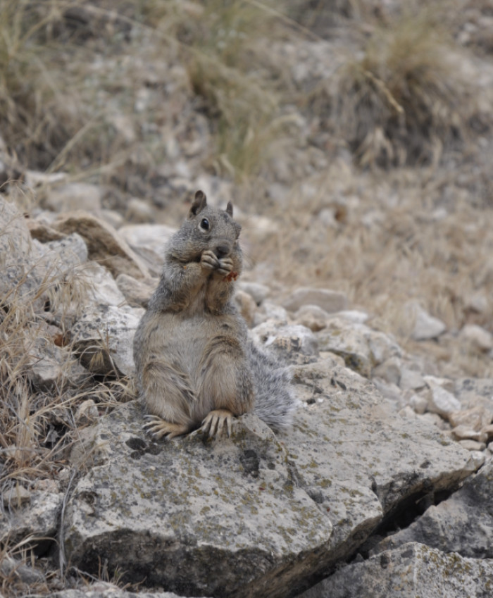Things About the Grand Canyon That Sound Made Up