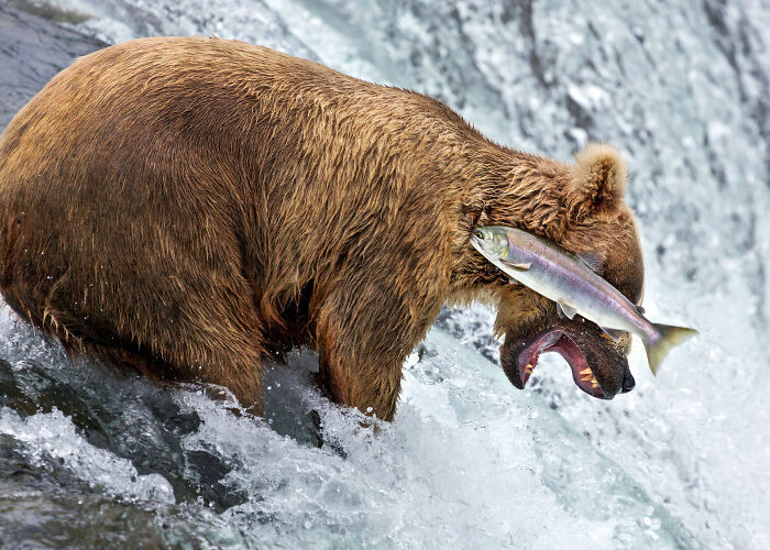 Grizzly Bear Fail By Rob Kroenert
