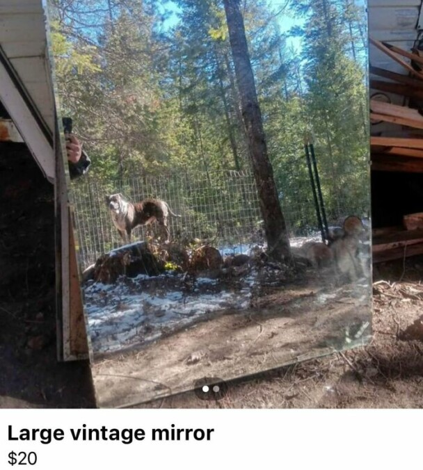 25. That is one handsome doggo!