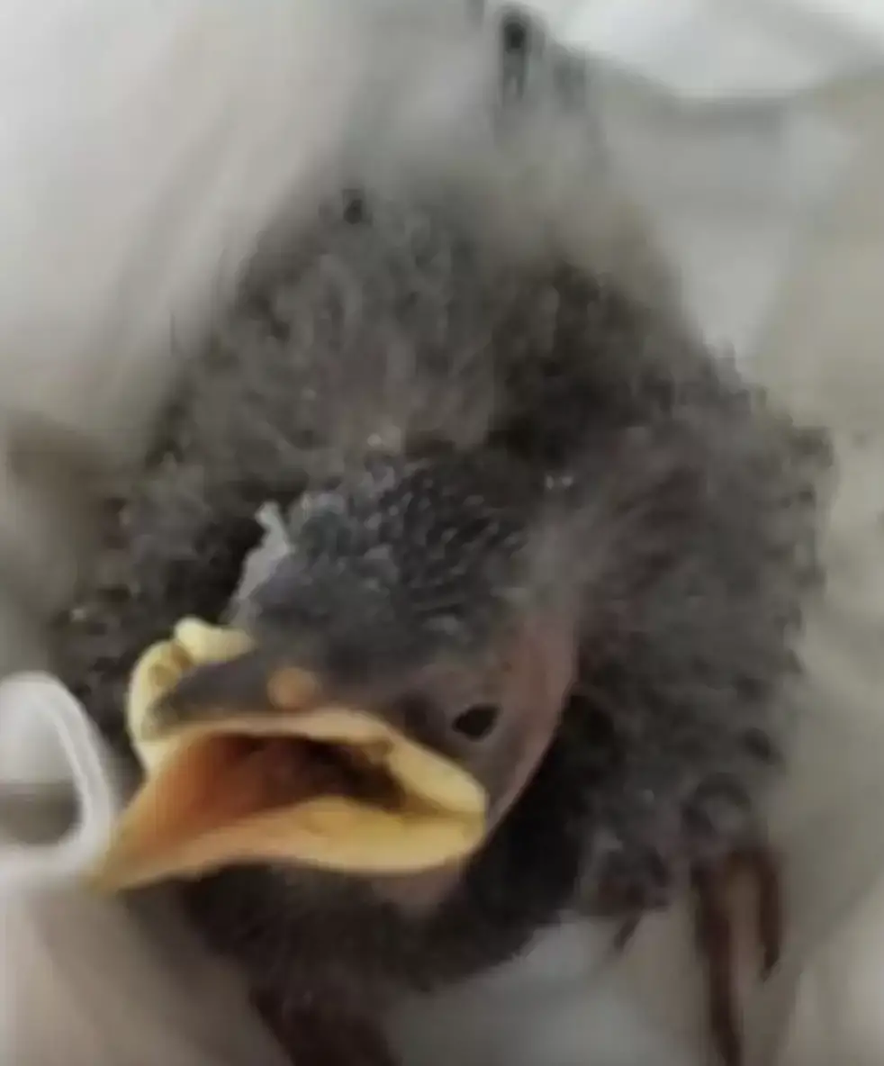 Hickman improvised an incubator and hoped for the best.