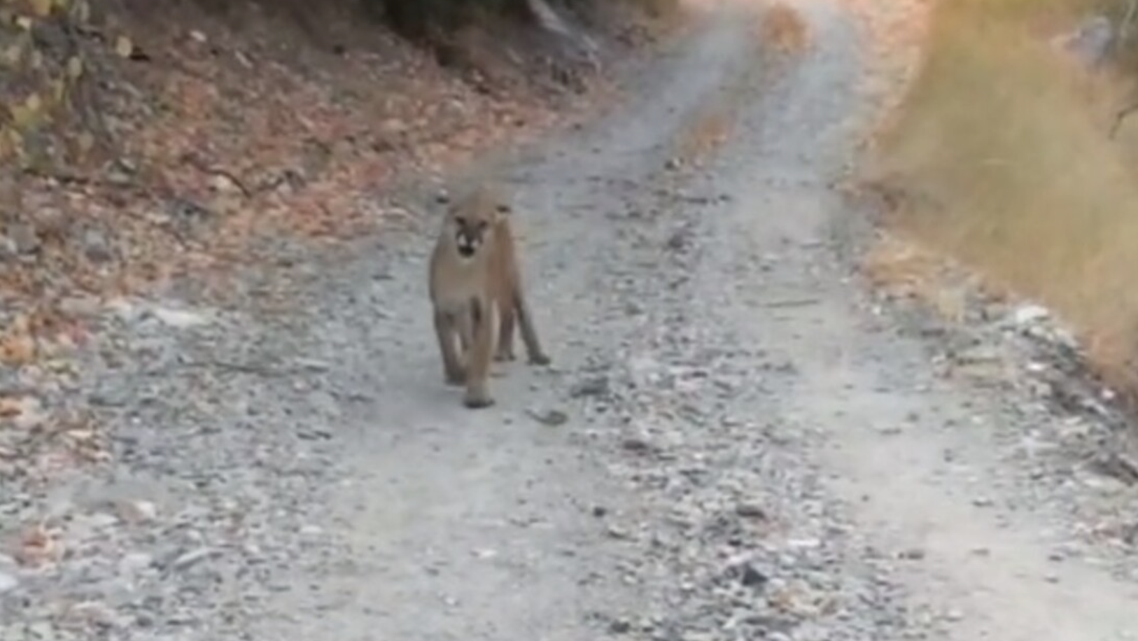 Kyle Burgess went for a run at Slate Canyon and spotted what he thought were bobcat kittens, only to discover they were actually mountain cougars.