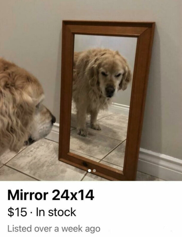 50. Doggo is angry, which is probably why this mirror is being sold.
