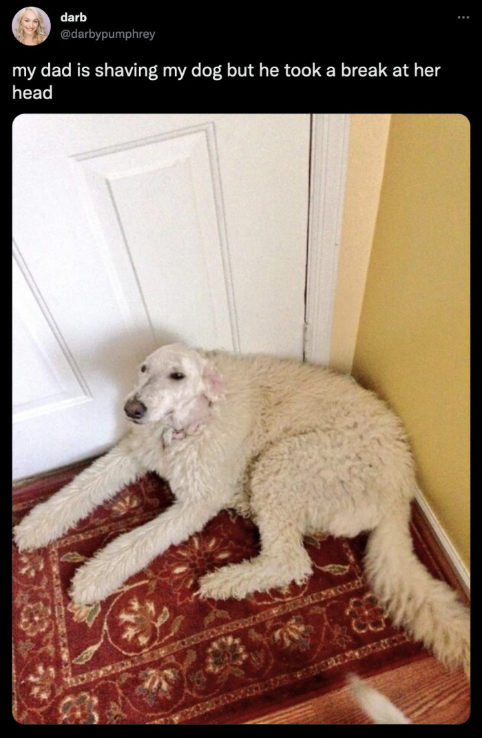 22. Was the haircut ever completed? Because this looks like a masterpiece already.