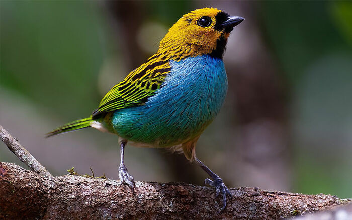 Gilt-Edged Tanager