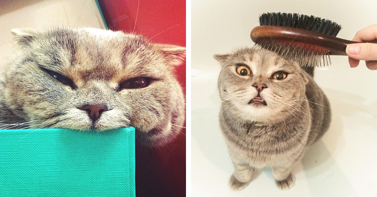 Meet Melissa, The Adorably Grumpy Scottish Fold Cat