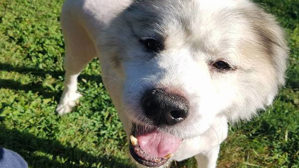 After years of hiding, Lazarus finally revealed his true identity: a charming and stunning dog.