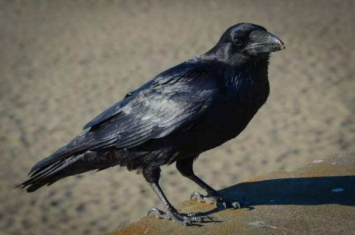 3. Common raven