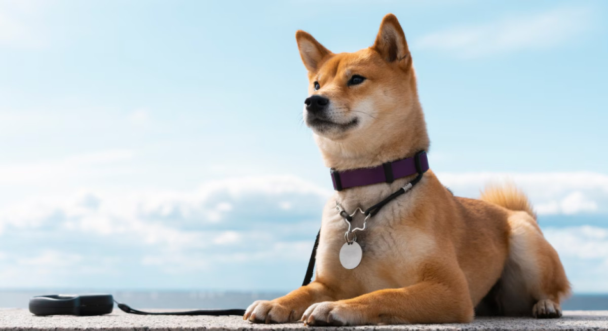 Japanese Dog Names With Meanings