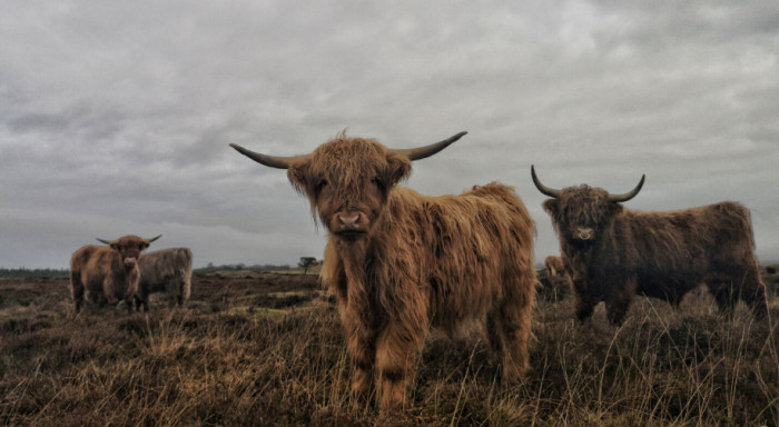 Yaks