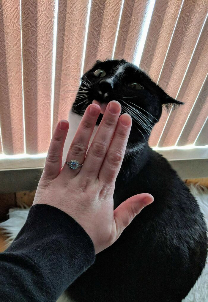 30. I Got Engaged And My Giant Derp Of A Cat Gary Gave Me The Best Ring Photo To Post On Fb. Excellent Blepper