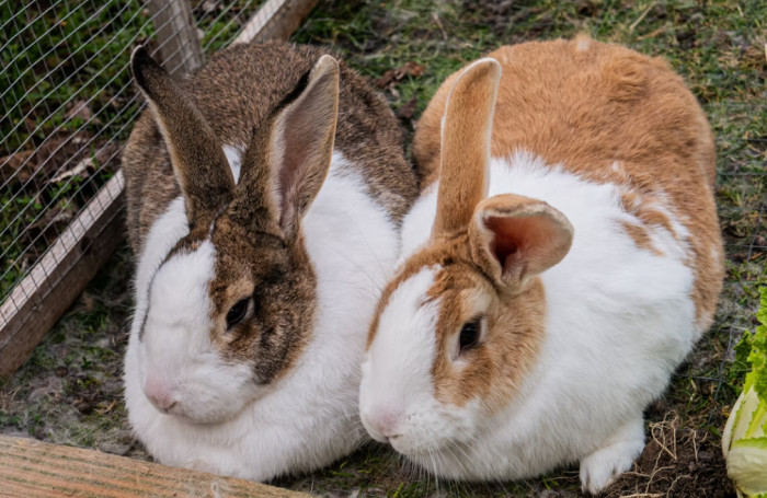 Rabbits