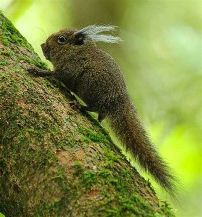Pygmy Tufted Squirrel, (Exilisciurus Whiteheadi)