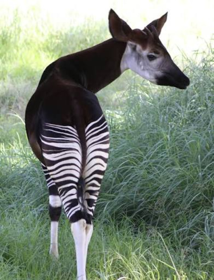 3. Okapi