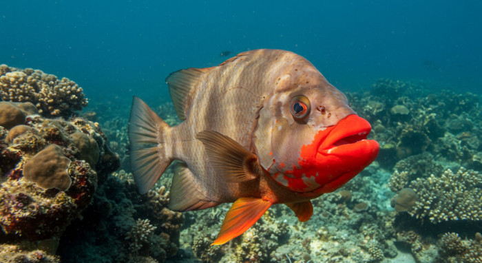 10. Red-Lipped Batfish