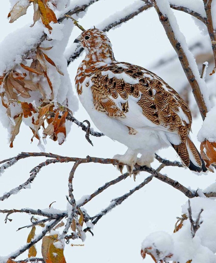 🔥 Perfect Camouflage. Alaskan State Bird Willow Ptarmigan (Lagopus Lagopus) Blending In With Winter Landscape