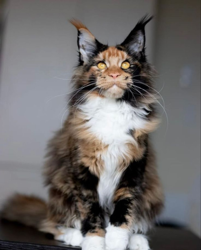 Calico and tortie combinations