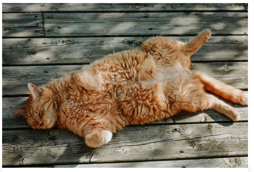 43. Orange cats: they’ve either never seen The One Brain Cell in their lives, or they’re diabolical geniuses.