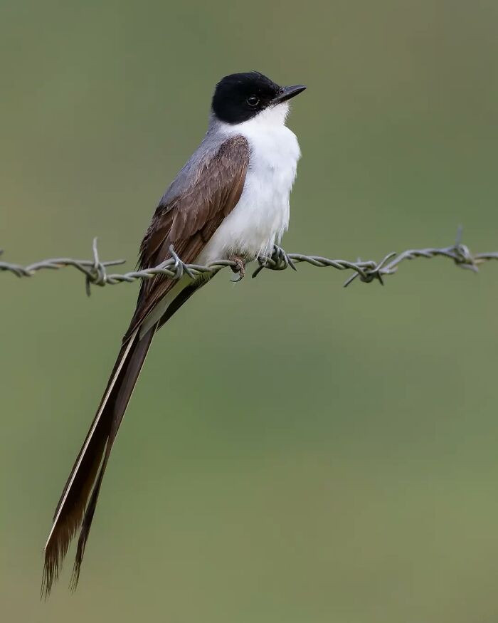 Fork-Tailed Flycatcher