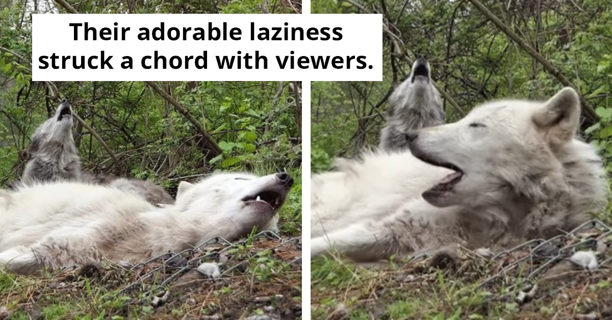These 2 Lazy Wolves Are The Ultimate Spirit Animals For Every Lazy Person