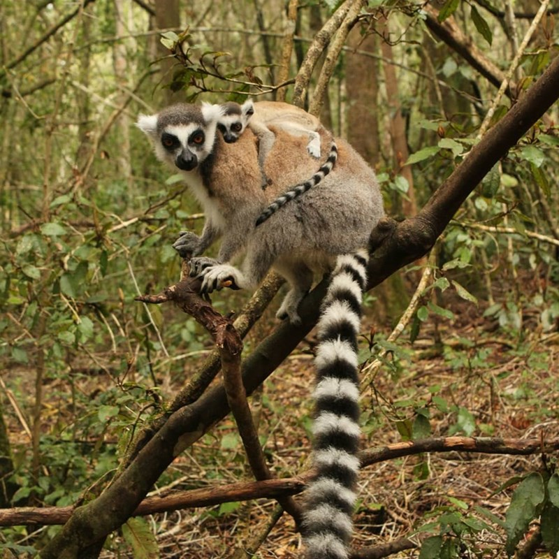 14. Female ring-tailed lemurs assert their leadership through grooming, social bonding, and aggressive behaviors, ensuring their group's hierarchy and stability.