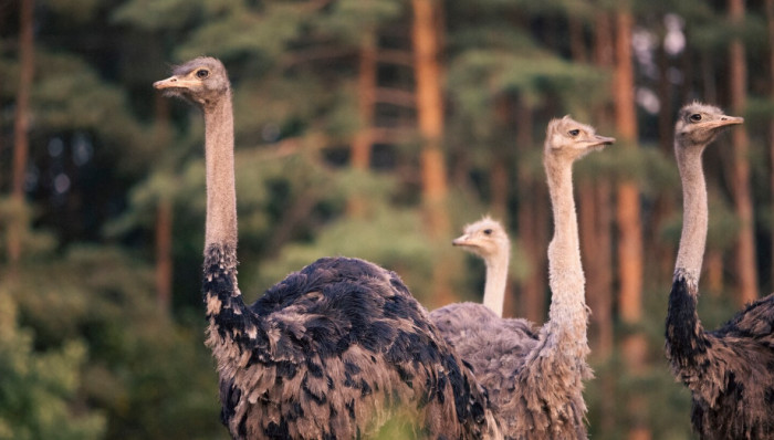 Emus and Ostriches