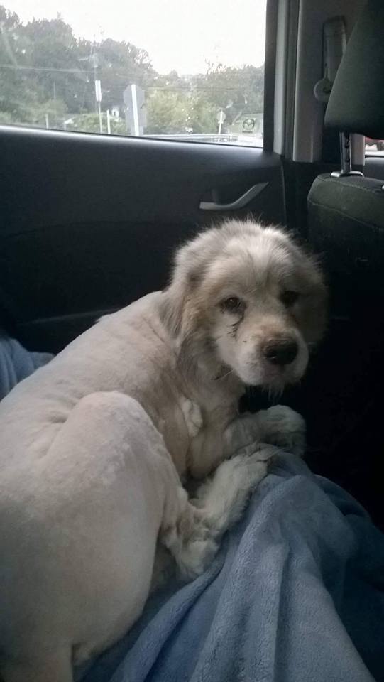 Lazarus is now staying with a foster family in Virginia.