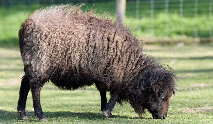 Miniature Donkeys and Sheep