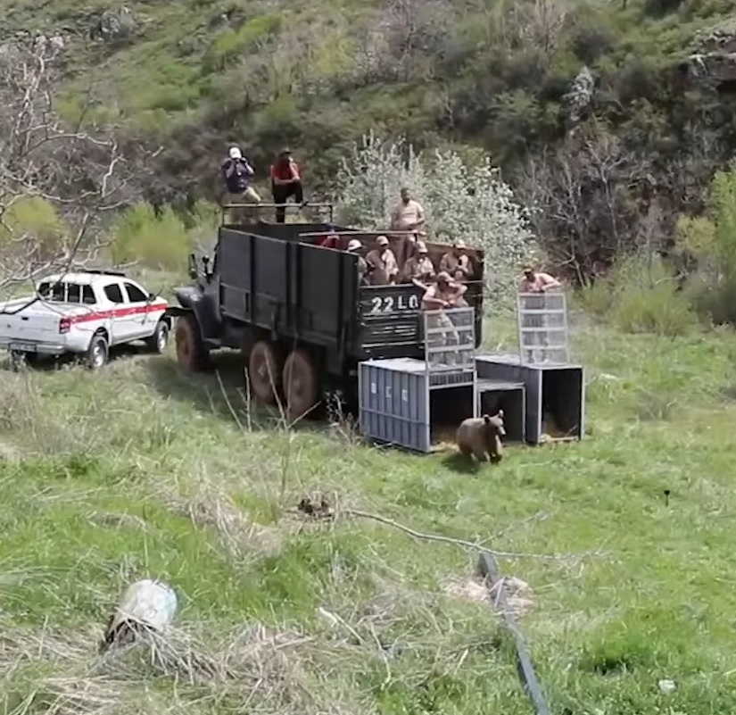 After a lot of hard work from both the International Animal Rescue (IAR) and the Foundation for the Preservation of Wildlife and Cultural Assets, the restaurant owners agreed to give up Misha and Dasha.