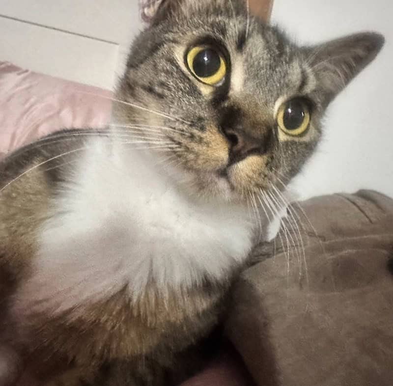 5. She added a photo of each cat, this is the first one