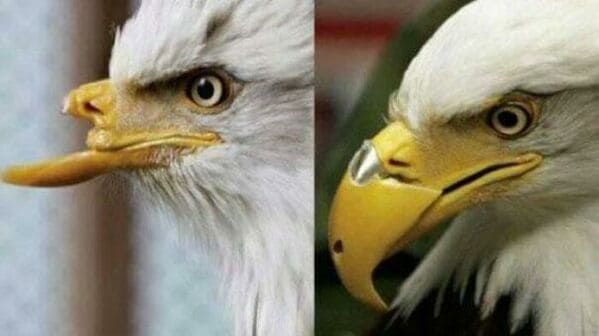 1. āThis Eagle Was Shot In The Face And Got 3D Printed Beak Which Made Him More Badassā