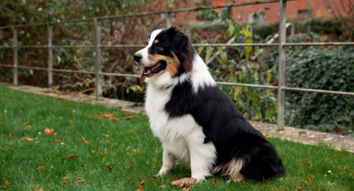 Cute Irish Dog Names