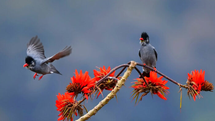 “Himalayan Black Bulbul”