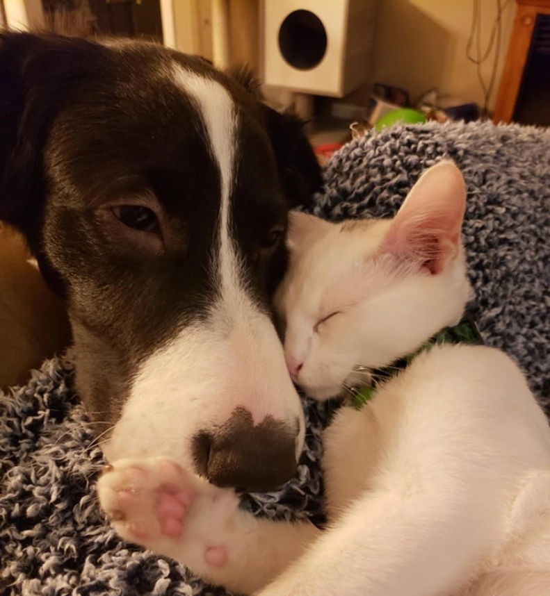 14. "Pawsitively Adorable: The Unbreakable Love Between Cat and Dog"