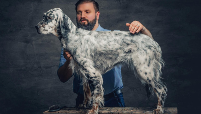 Classic Gun Dog Names