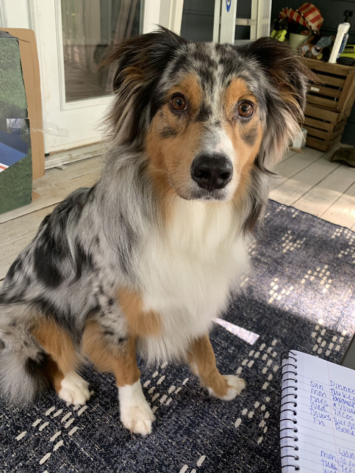 14. Our Sweet Boy Meeko, Showing Off His Obnoxiously Photogenic Glory!