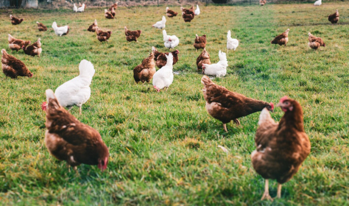 Chickens