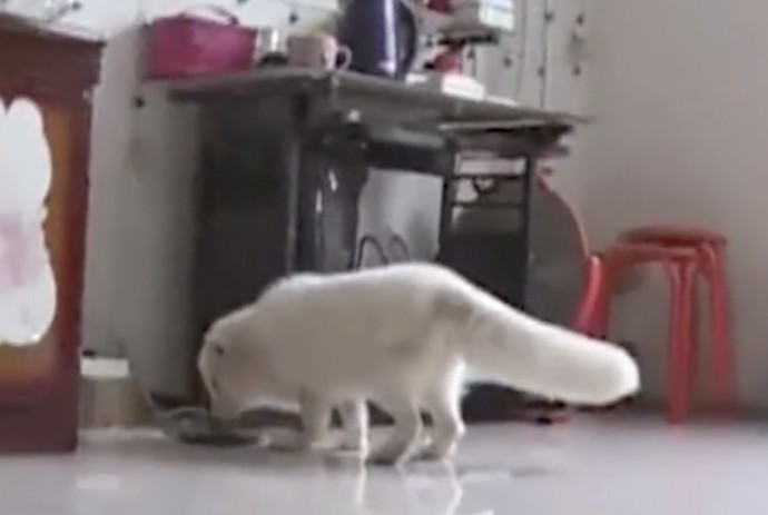 Ms. Wang chose to give her fox to the zoo so it could have a better life.