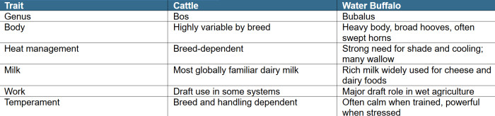 Quick Cattle vs Water Buffalo Comparison