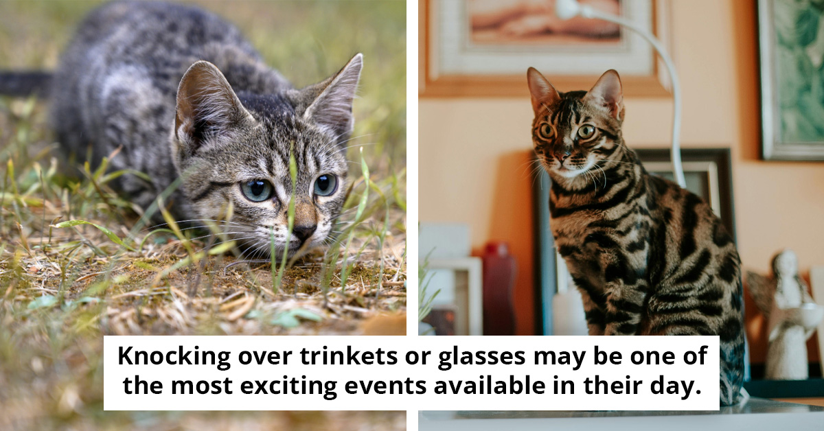 Why Cats Knock Things Over And What It Really Means