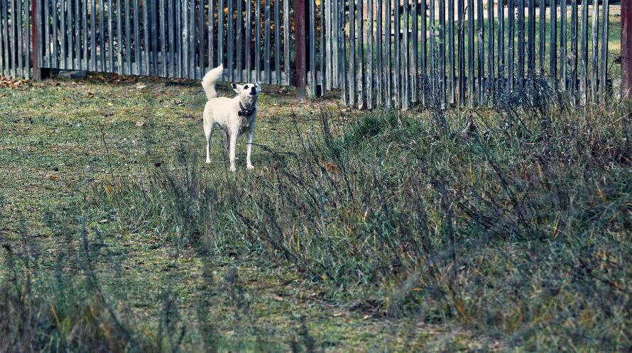 One dog owner tells the OP to simply get over it because it's what dogs do.