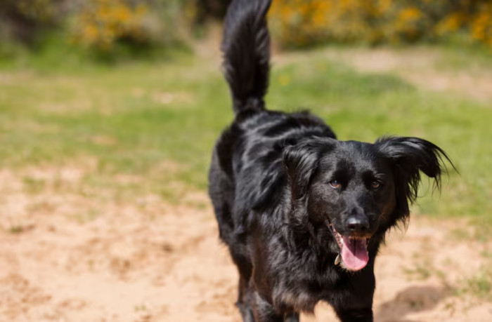 Things You Didn't Know About Dogs and People