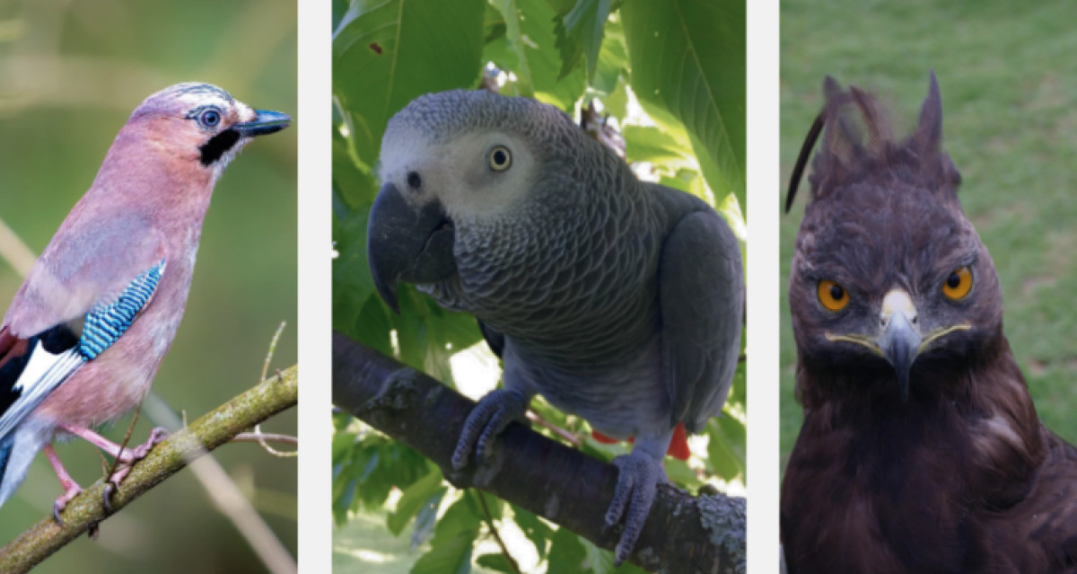 How Long Do Birds Live? Lifespans From Finches to Albatrosses
