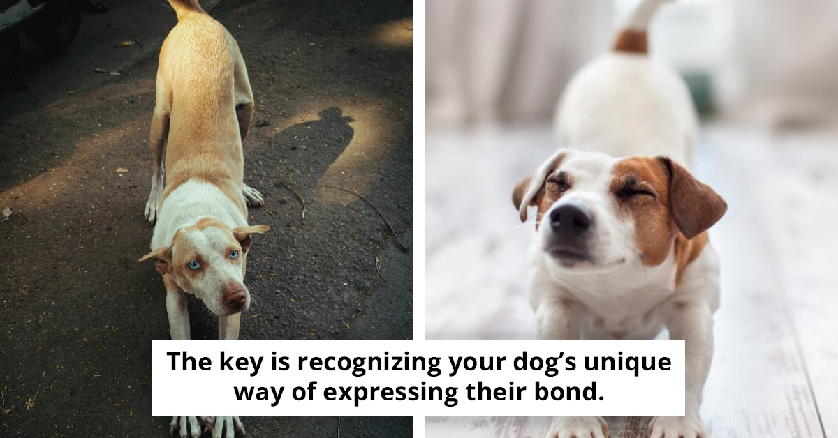 What It Really Means When Your Dog Stretches To Greet You