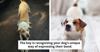 What It Really Means When Your Dog Stretches To Greet You