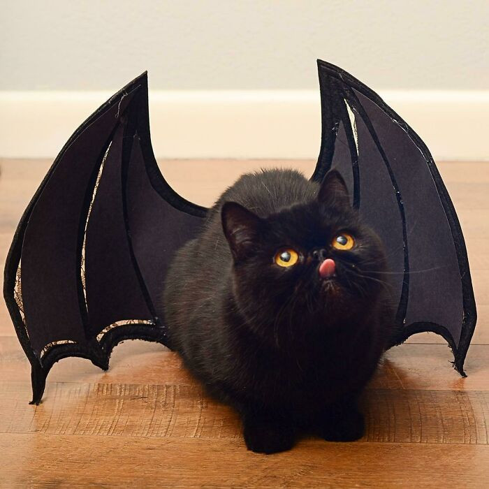 4. How To Blep Your Dragon (X-Post From R/Aww)