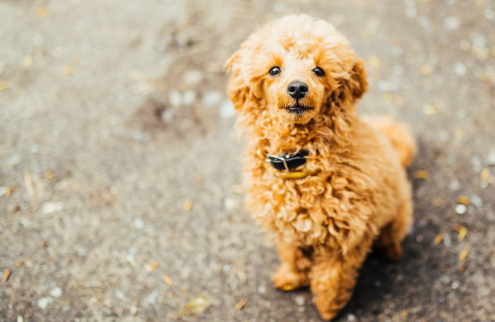 Short German Dog Names
