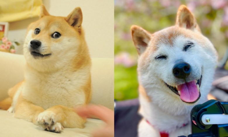 Sato, a kindergarten teacher, adopted Kabosu back in 2008 from an animal shelter where she was rescued. The internet went wild in 2010 when Sato shared a photo of herself sitting with crossed legs and a puzzled look, making Kabosu an instant sensation.
